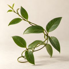 Representative silk vine imagery for fragrance-note discovery