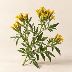 Representative tagetes imagery for fragrance-note discovery