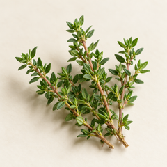 Representative thyme imagery for fragrance-note discovery
