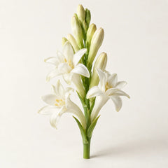 Tuberose blossoms representing the tuberose fragrance note