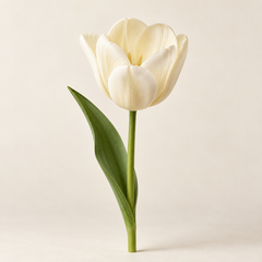Representative tulip imagery for fragrance-note discovery