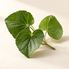 Representative violet leaves imagery for fragrance-note discovery