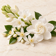 Illustration of assorted white blossoms representing a white-floral fragrance accord