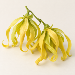 Representative ylang ylang imagery for fragrance-note discovery